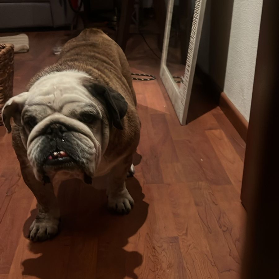  | Raza Bulldog Inglés  | Final Feliz