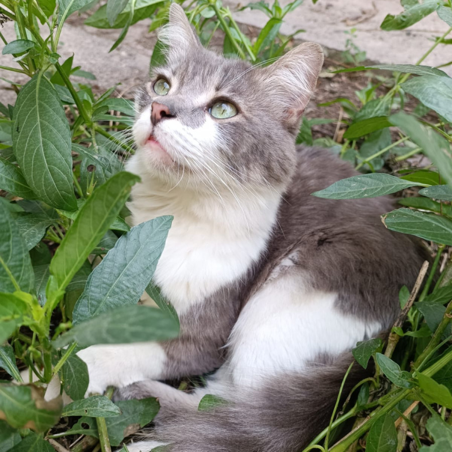 MICKEY | Raza Doméstico Americano de pelo semilargo | Perdido