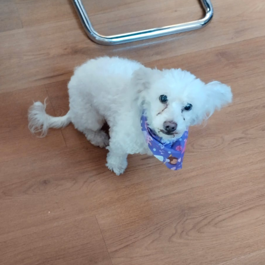 PRINCESA O TITÍ | Raza Mestiza, cruza de French Poodle  con Maltés | Perdida