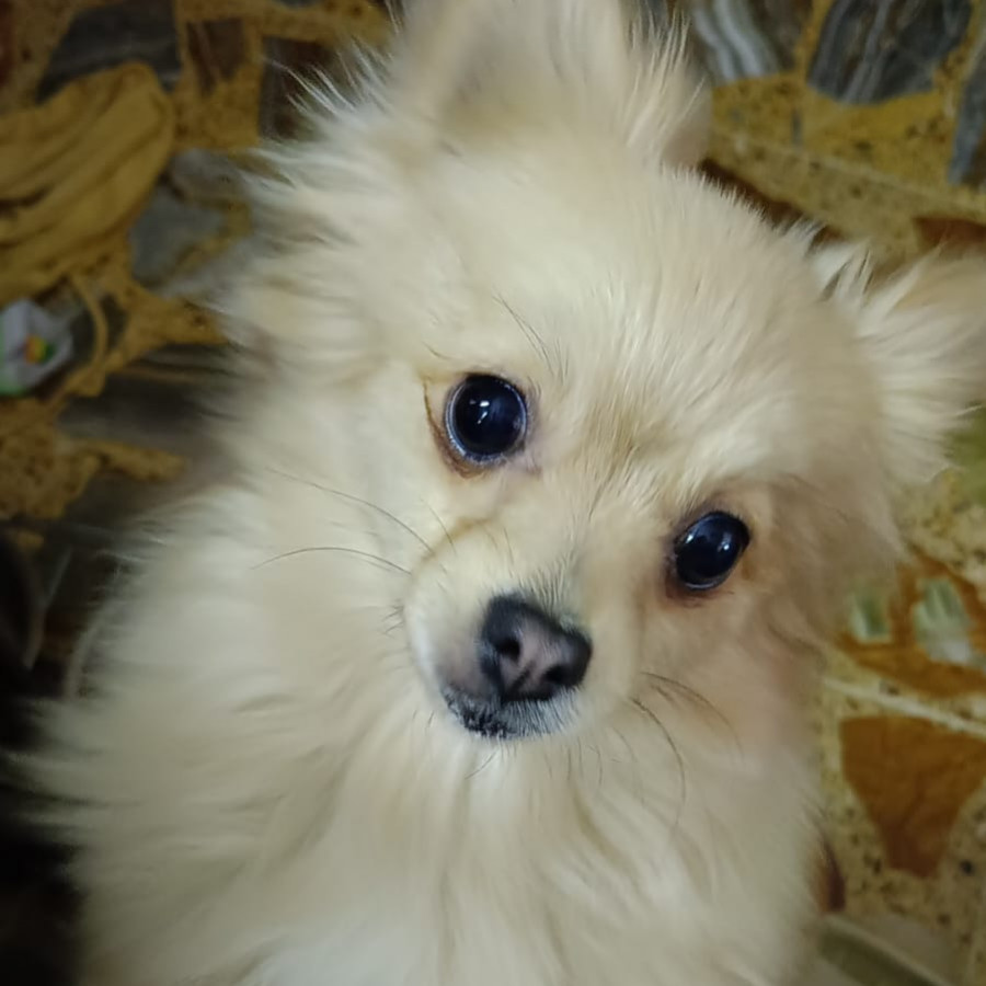 LILY | Raza Pomerania | Perdida