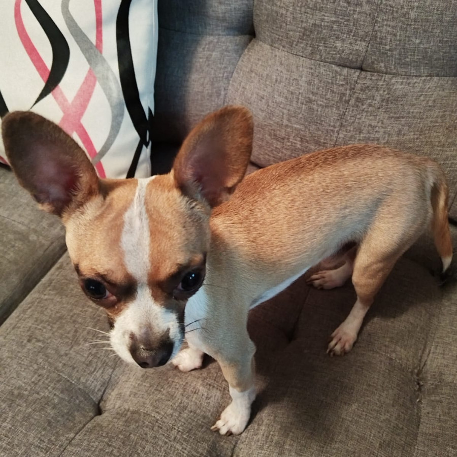 ROCKY | Raza Chihuahua | Perdido