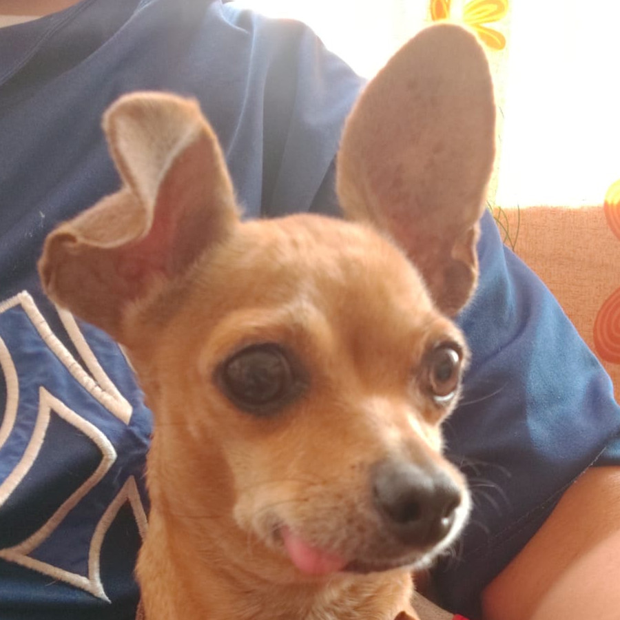 TUFA | Raza Chihuahua | Perdida