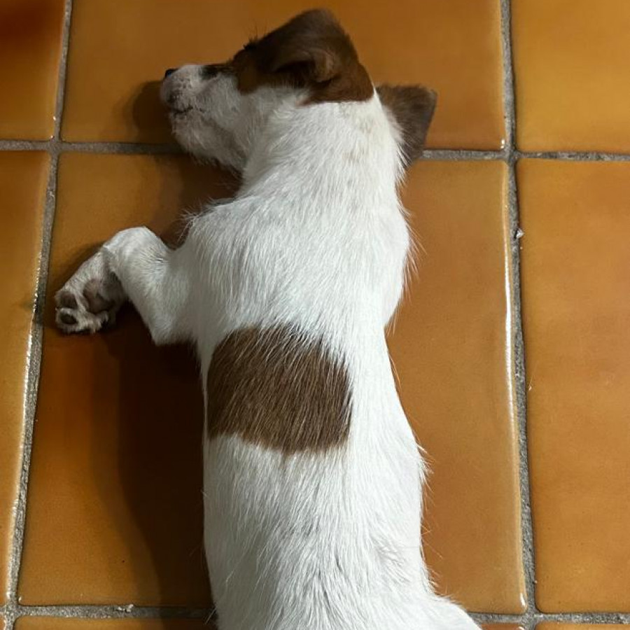 MOMO | Raza Jack Russell Terrier | Final Feliz