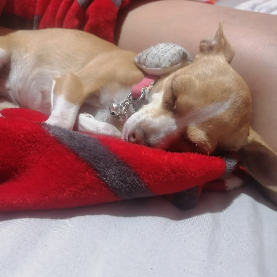 MORA | Raza Chihuahua | Perdida