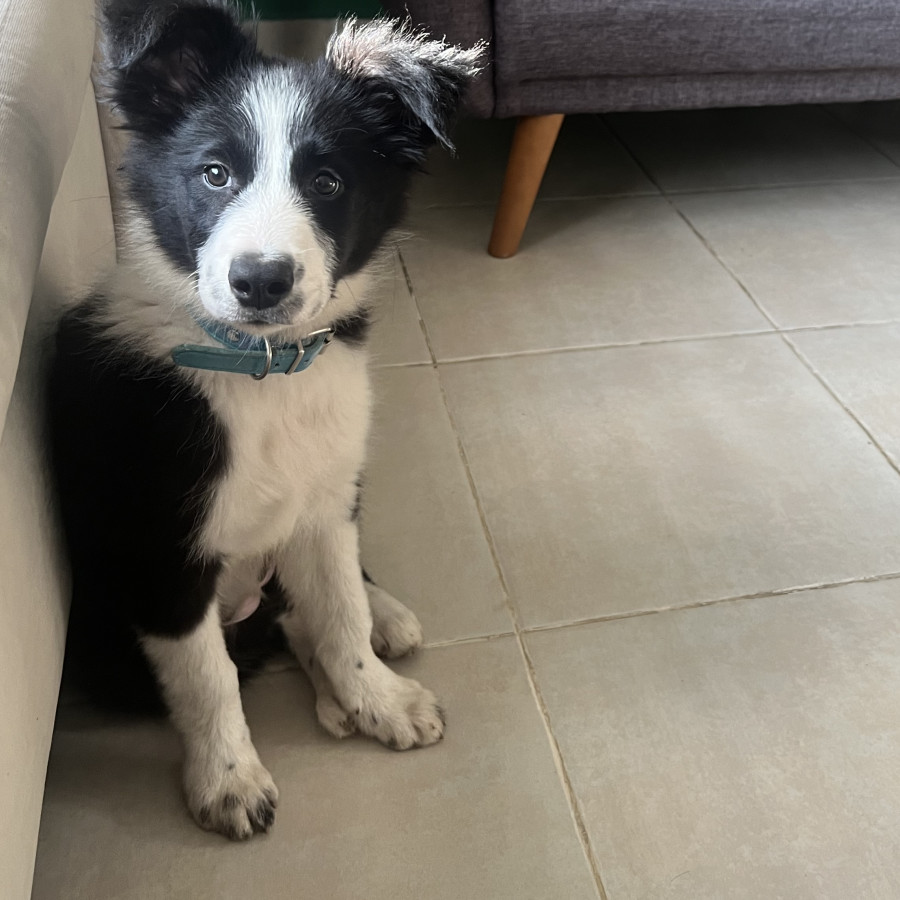 KEIKO | Raza Border Collie  | Perdida