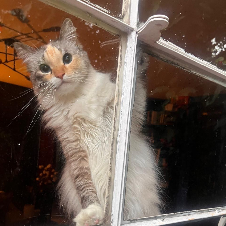 DOLORES | Raza Balinés Punto Calicó | Final Feliz