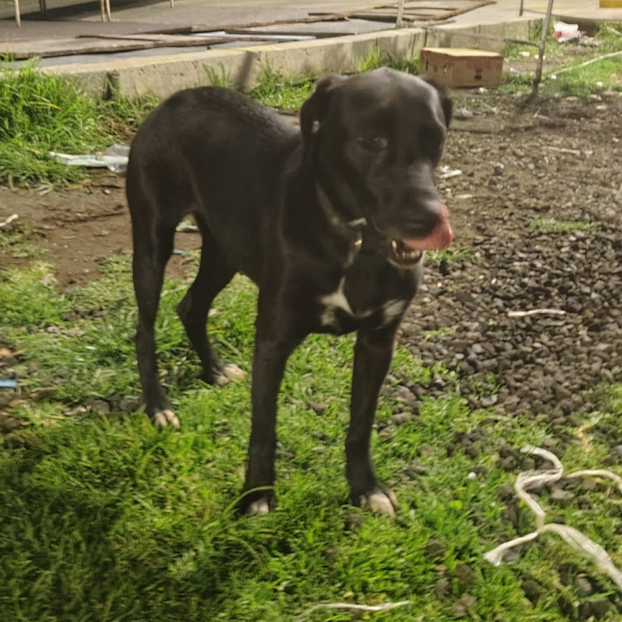  | Raza Mestiza, cruza de Labrador | Encontrada