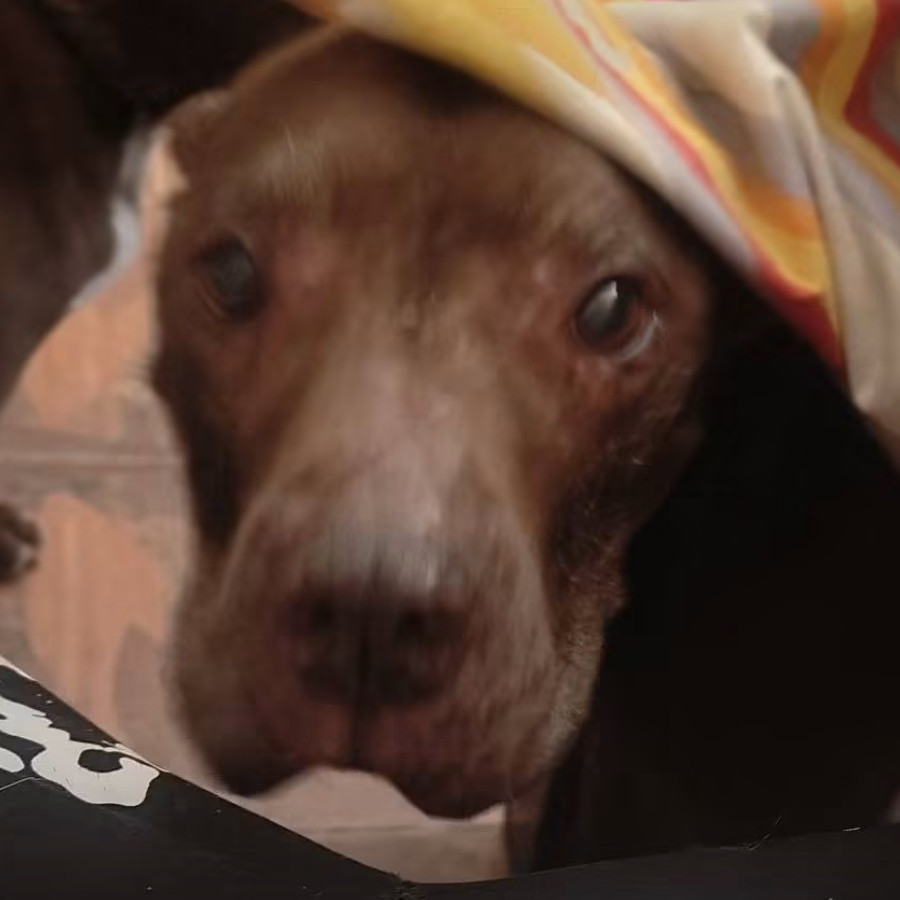 TRUCO | Raza American Pitbull Terrier | Perdido