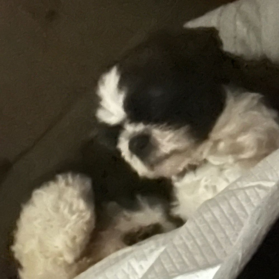 IGOR | Raza Shih Tzu  | Perdido