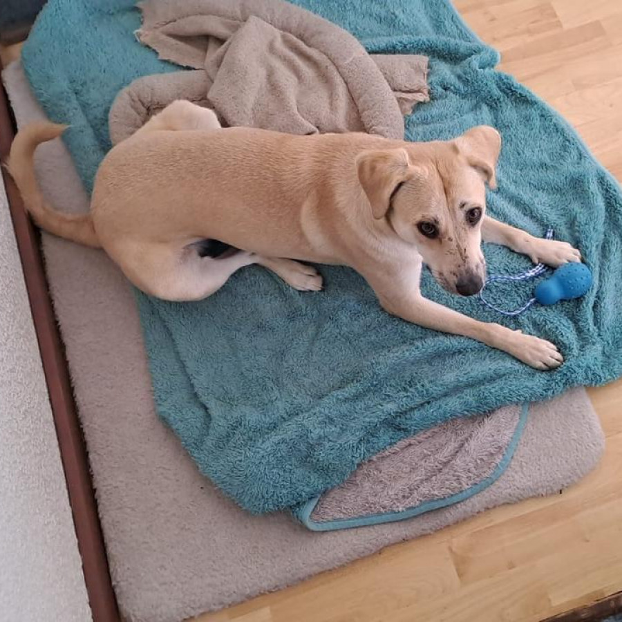  | Raza Mestiza, cruza de Labrador | Encontrada