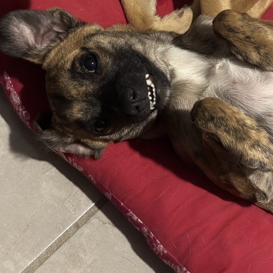 HUESOS | Raza Mestiza | Perdida