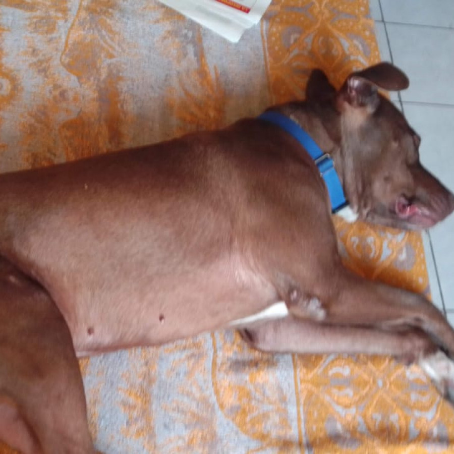 SCOOBY | Raza Mestizo,  cruza de American Pitbull Terrier | Perdido