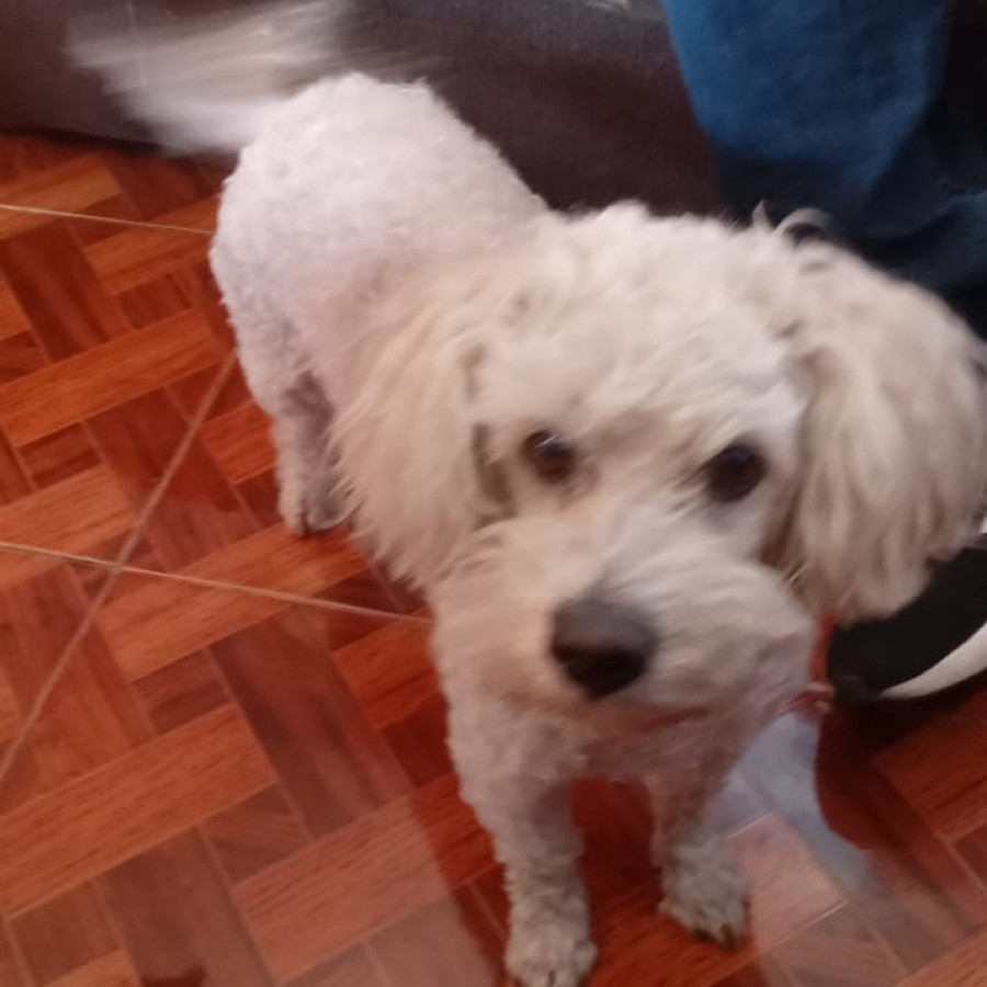 DIEGO | Raza French Poodle o Caniche | Perdido