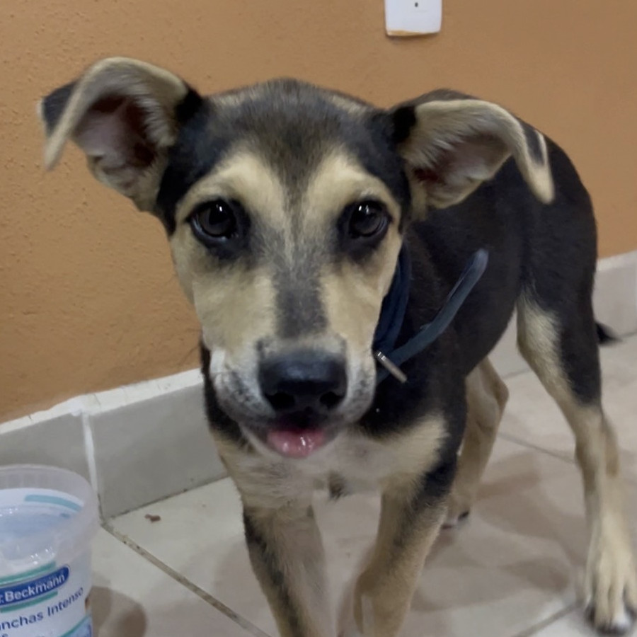  | Raza Mestizo | Encontrado