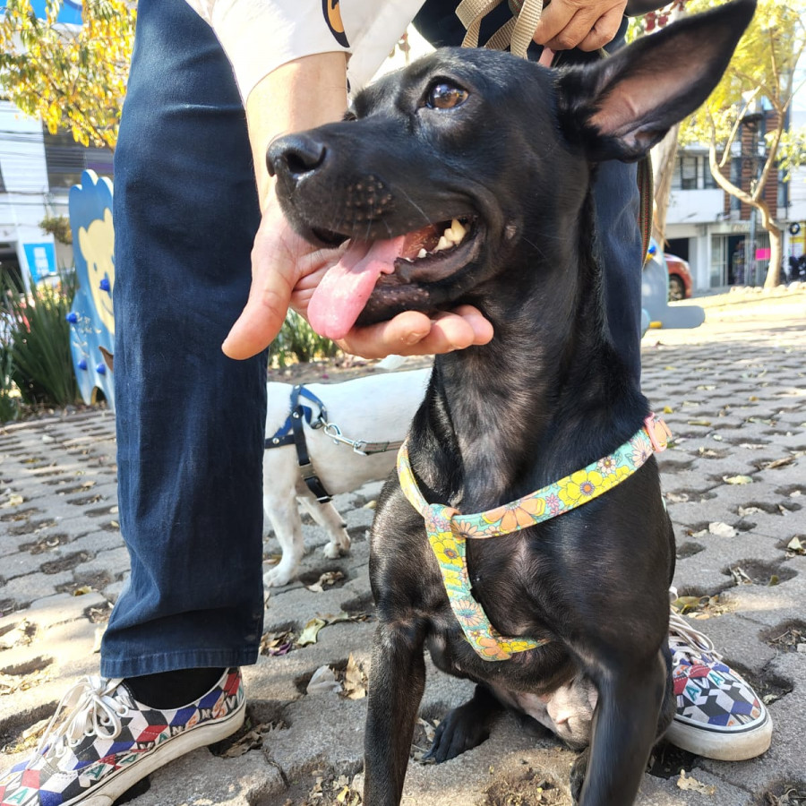 LÚA | Raza Mestiza, cruza de Pug con Bulldog Francés | Perdida