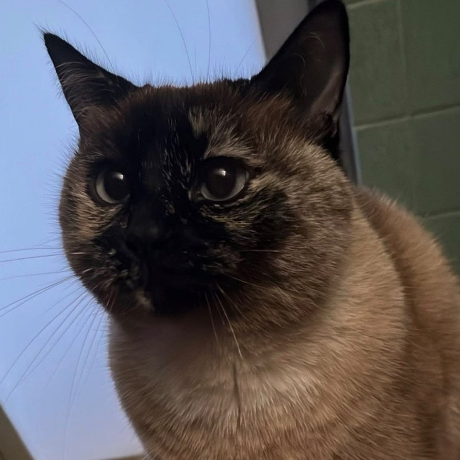 GATITO O MAMI | Raza Aslan o Siamés Moderno Punto Carey | Perdida