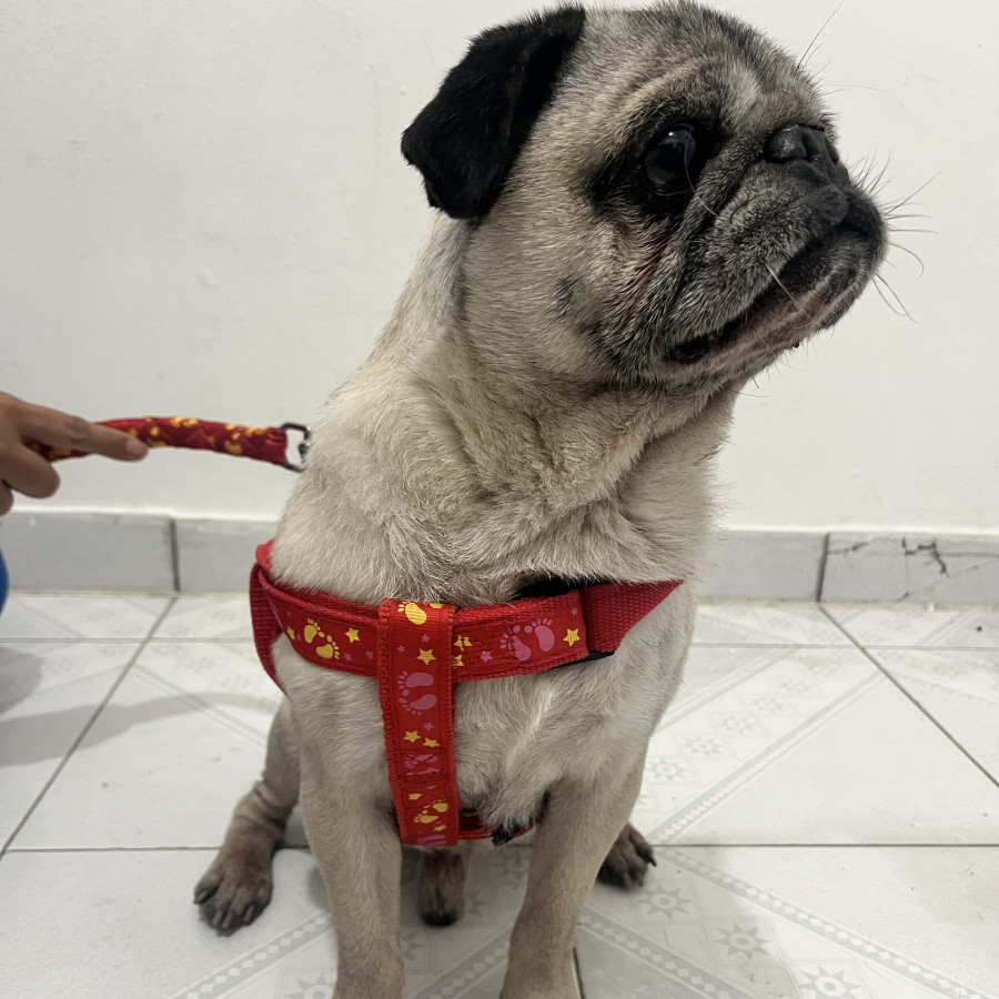  | Raza Pug o Carlin | Encontrado