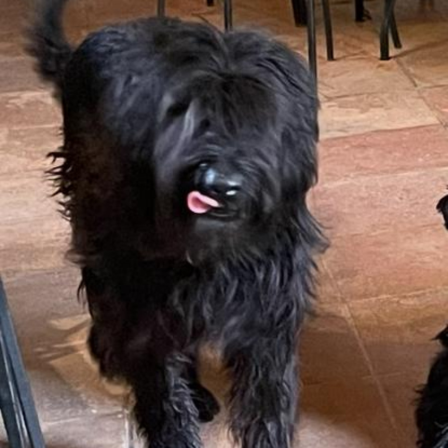 PINGO | Raza Mestizo, cruza de Schnauzer Gigante | Final Feliz
