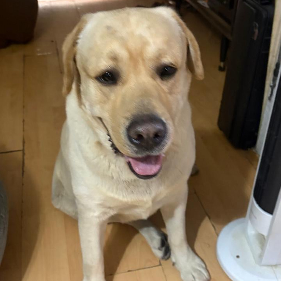  | Raza Labrador  | Final Feliz