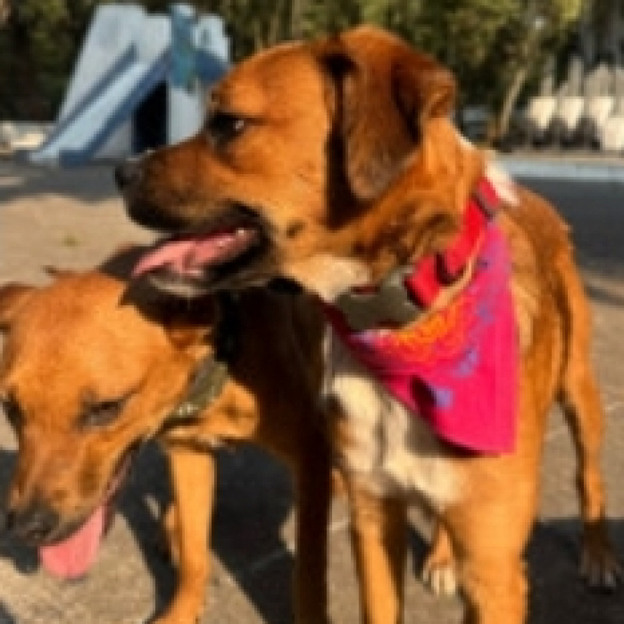  | Raza Mestizos, posible cruza de Bóxer | Encontrado