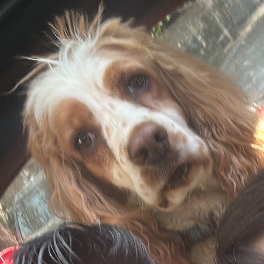 WINKY | Raza Cocker Spaniel Americano | Perdido