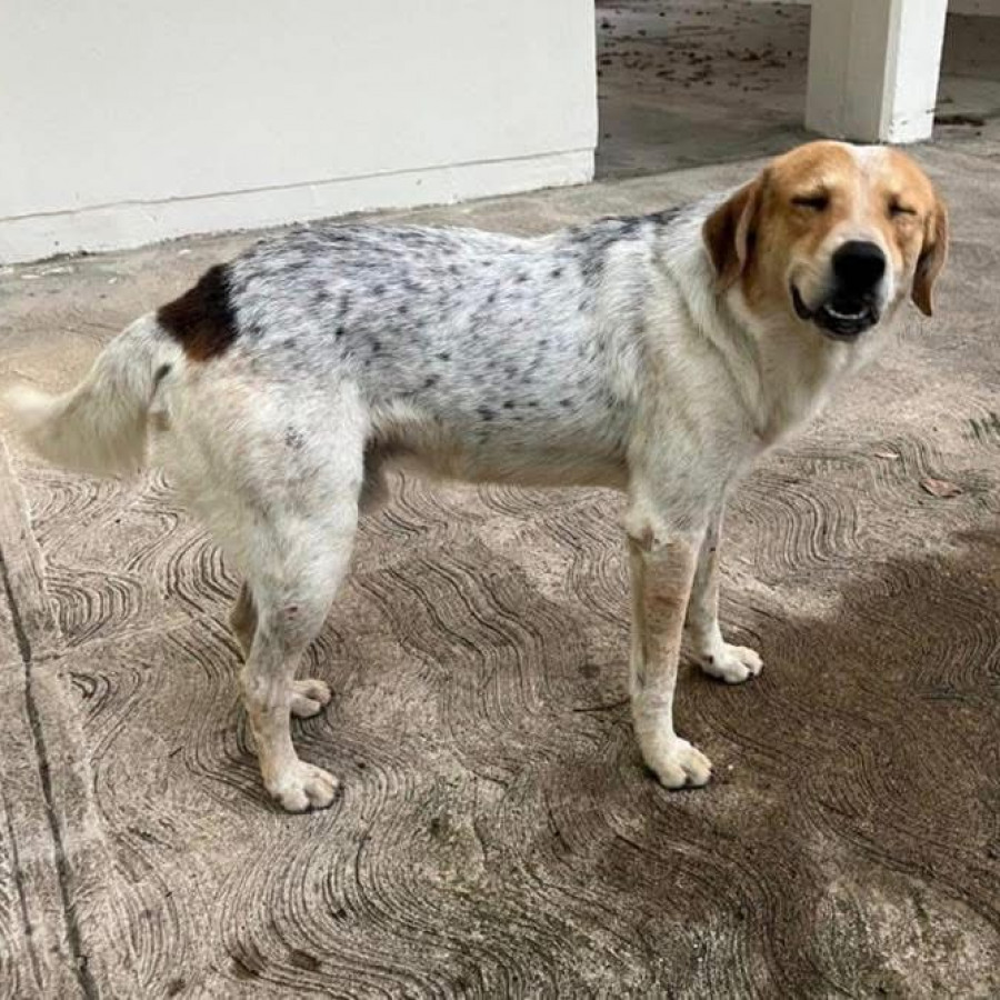 PINTO | Raza Mestizo | Perdido