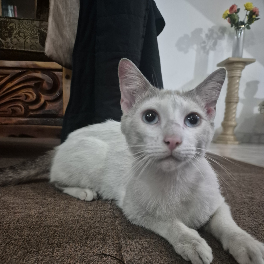  | Raza Doméstico Américano de Pelo Corto | Encontrado