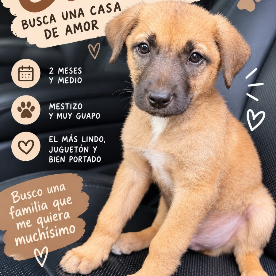 ROCKY | Raza Mestizo, cruza de Pastor Belga Malinois | En Adopción