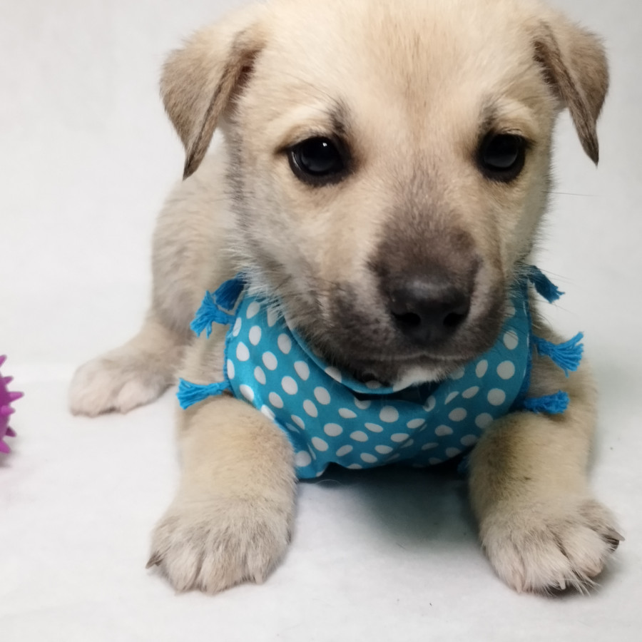 BRUNO | Raza Mestizo, cruza de Husky con Labrador | En Adopción