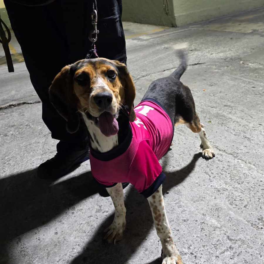  | Raza Beagle | Encontrada