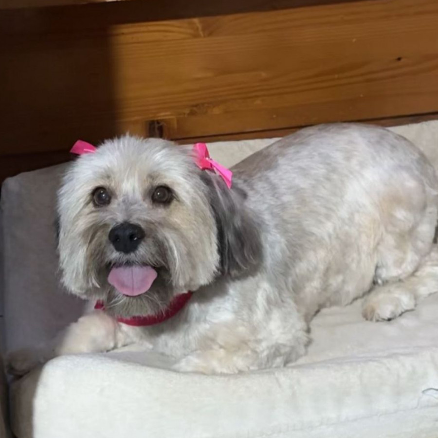 BELLA (BELA) | Raza Schnauzer | Perdida