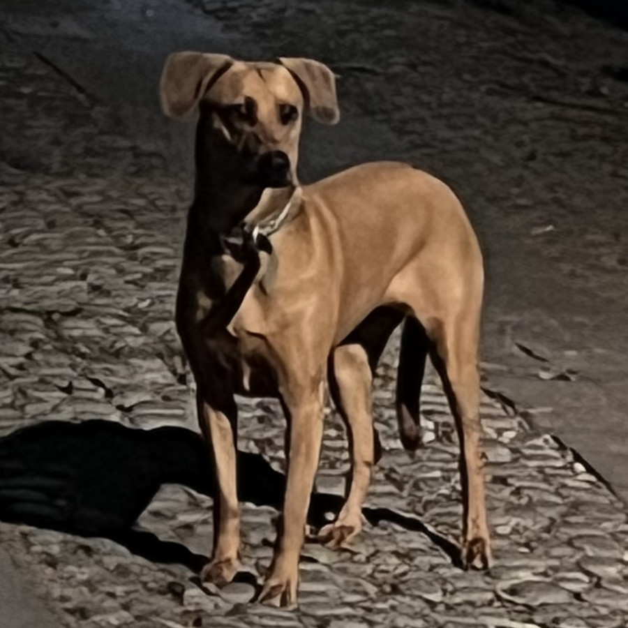  | Raza Mestizo | Encontrado