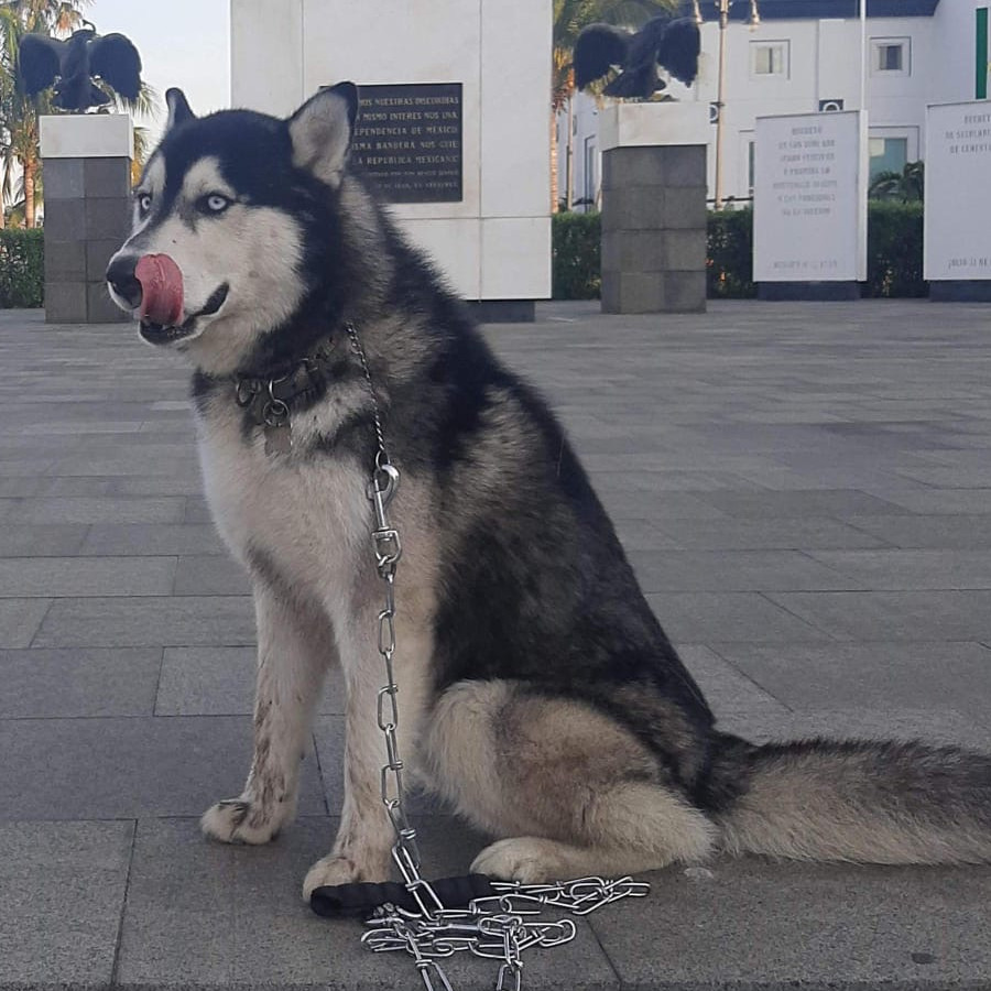 LOKI | Raza Husky Siberiano | Perdido