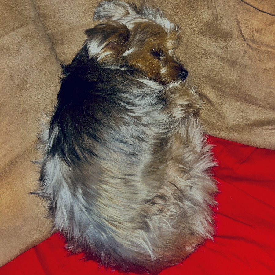 NICK | Raza Silky Terrier Australiano | Final Feliz