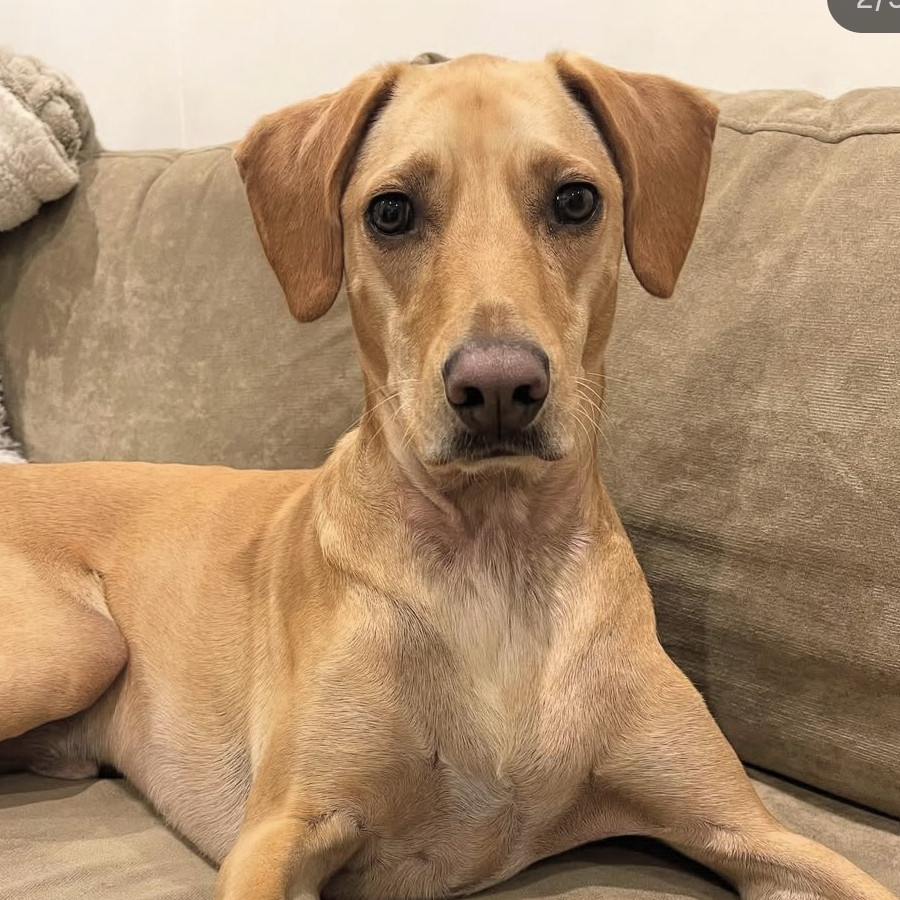 LUCCA | Raza Mestizo,  Cruza De Labrador | Final Feliz