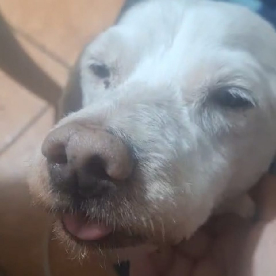 JUNIOR | Raza Mestizo, cruza de French Poodle | Perdido
