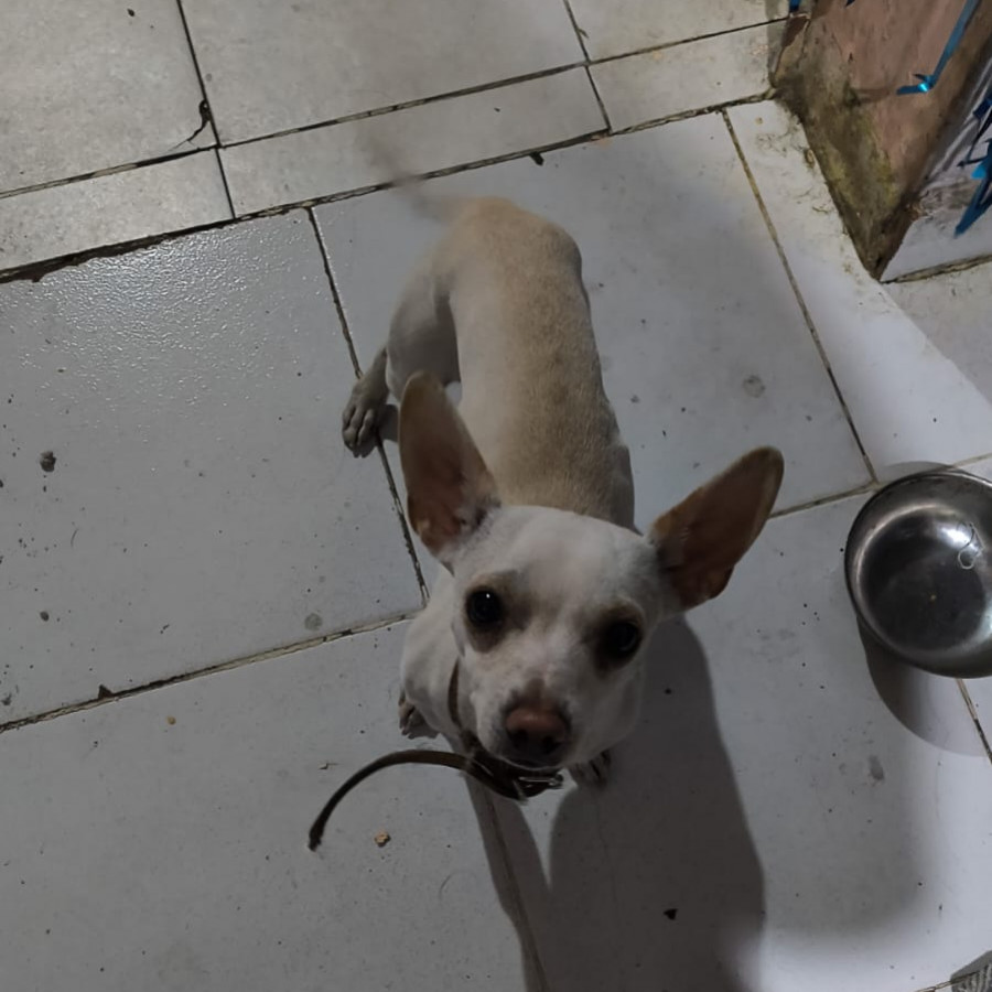 ROCKO | Raza Chihuahua | Perdido