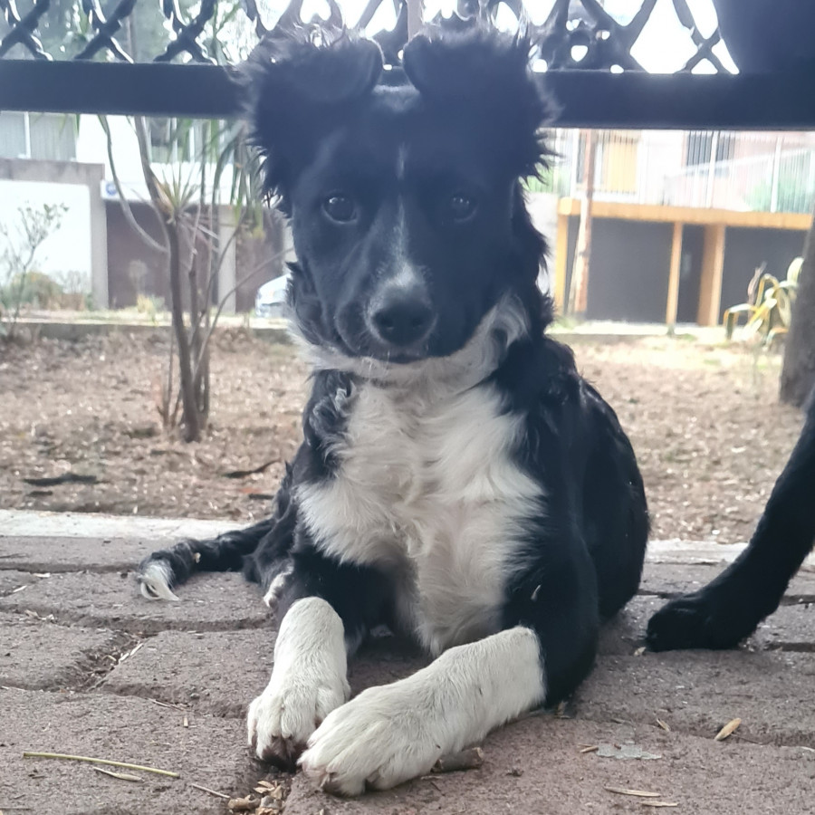 MILI | Raza Mestiza, cruza de Border Collie | En Adopción