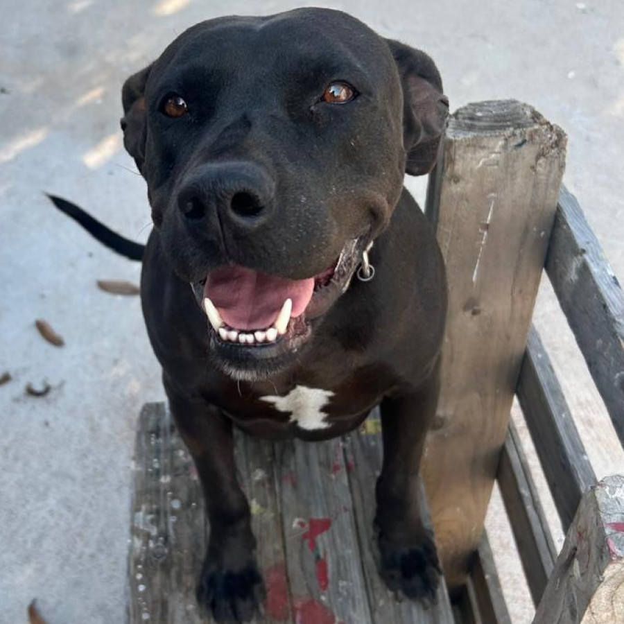 LAISA | Raza Mestiza, Cruza De American Pitbull Terrier | Final Feliz