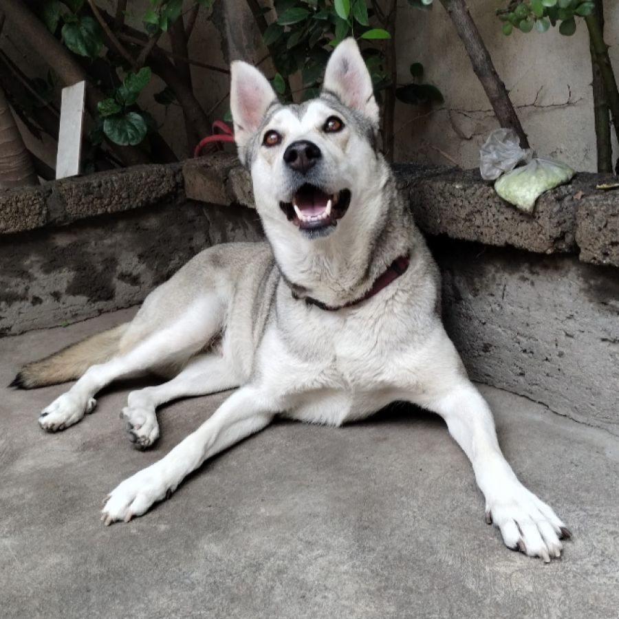 KIRA | Raza Mestiza, cruza de Husky con Pastor Belga Malinois | Perdida