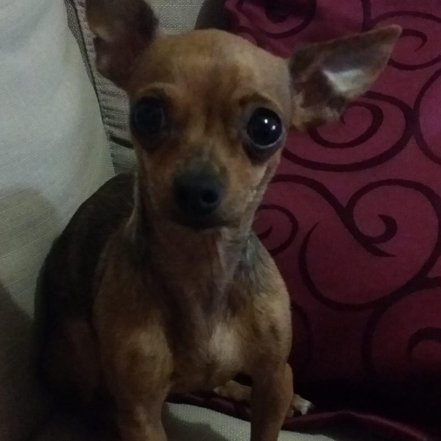 CANELA | Raza Chihuahua | Perdida