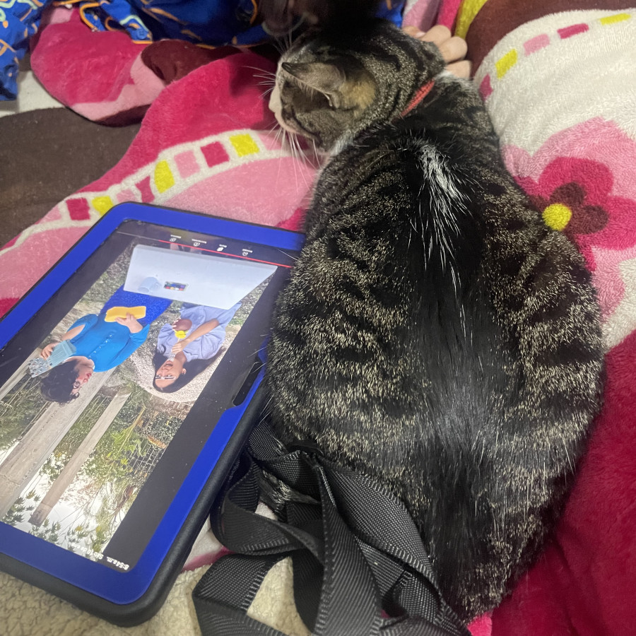 COCO | Raza Doméstico Americano de pelo corto | Perdido