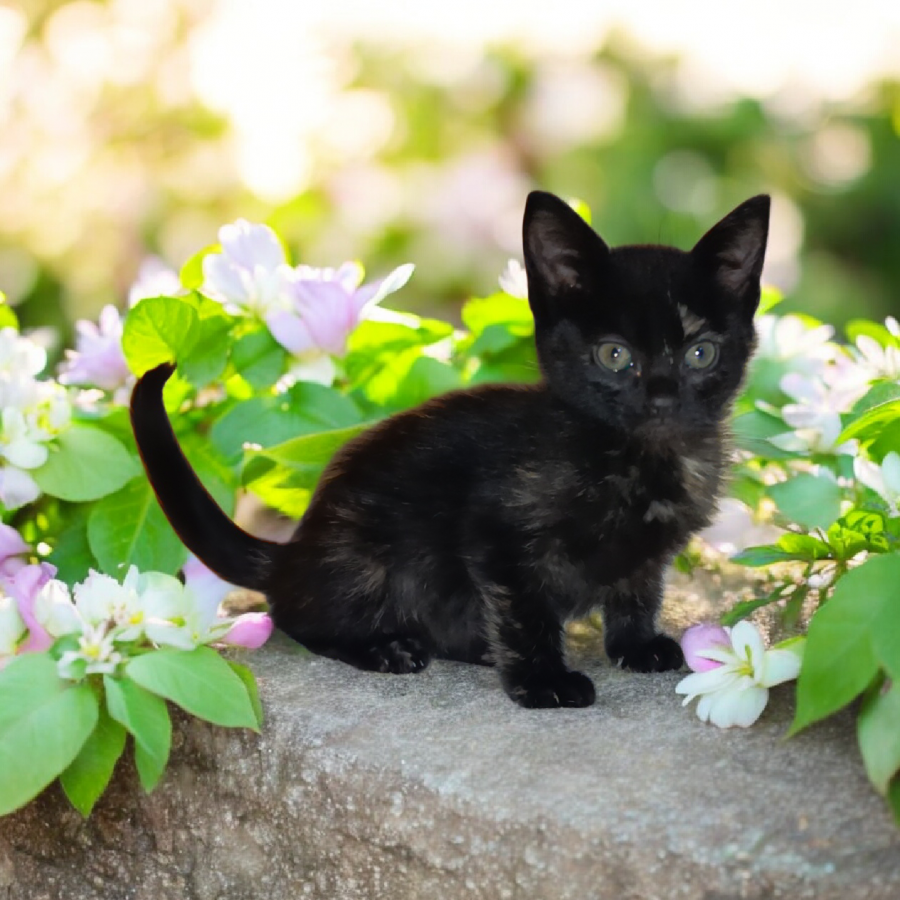 ALANA | Raza Calicó de pelo corto color carey | En Adopción