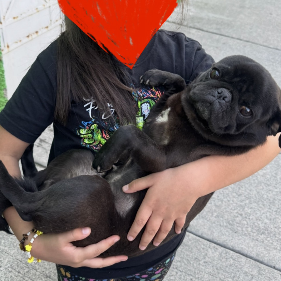 VICTORIA | Raza Pug o Carlin | Perdida