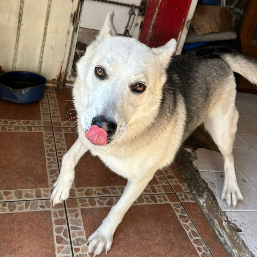 YUNA | Raza Husky Siberiano | Perdida