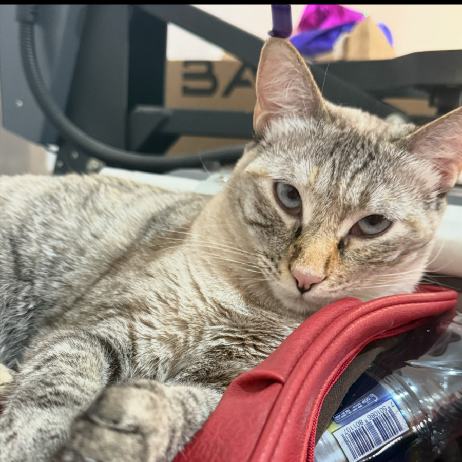 HUATONA | Raza Doméstico Américano de Pelo Corto | Final Feliz