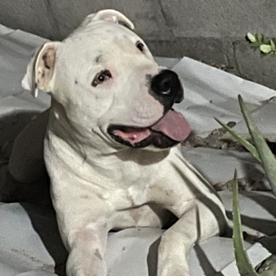 LOKY | Raza American Pitbull Terrier | Final Feliz