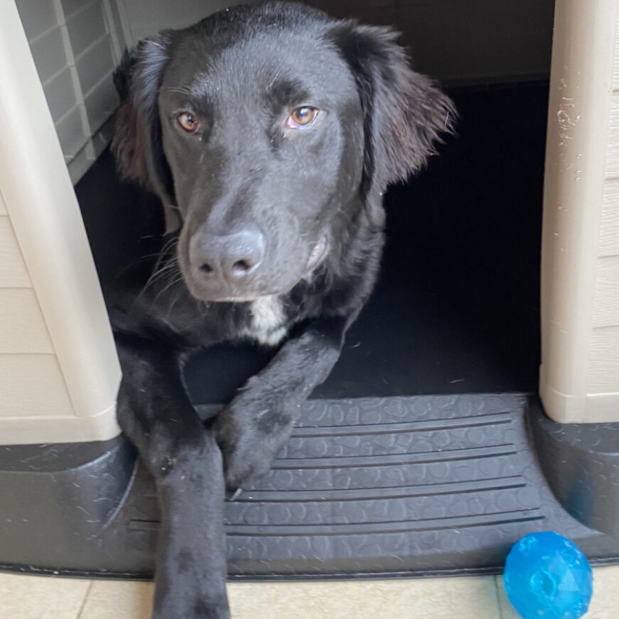 REMI | Raza Mestizo, posible cruza de Labrador | En Adopción