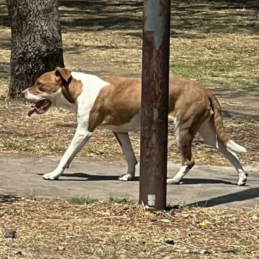 ÁMBER | Raza American Pitbull Terrier | Perdida