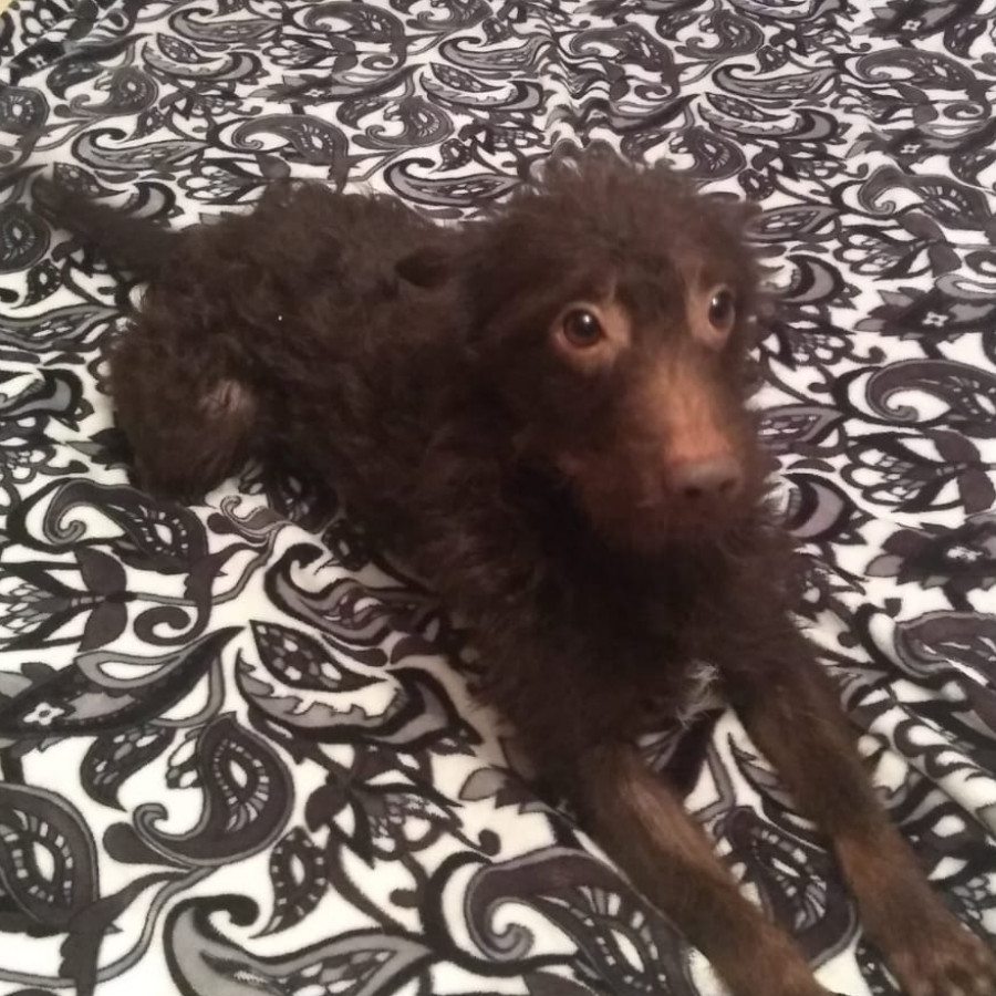 GORDO | Raza Mestizo | Perdido